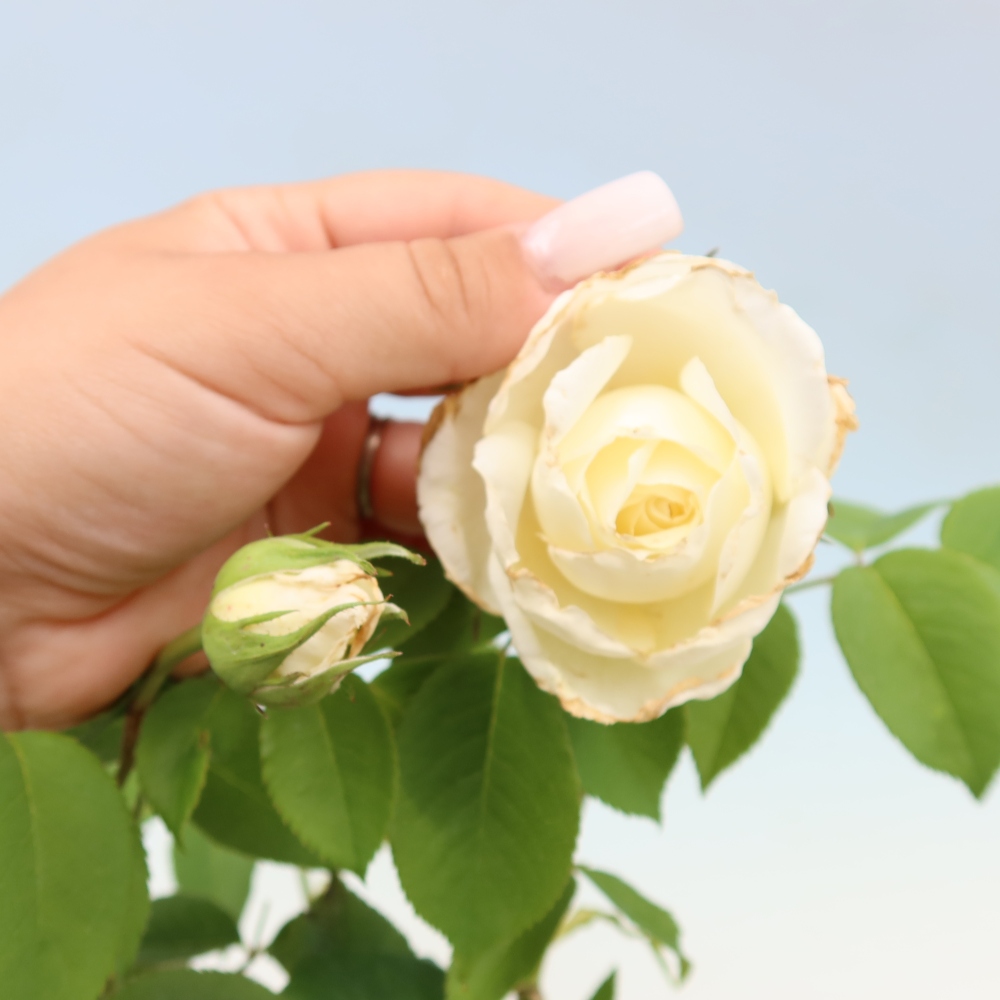 Kültéri bonsai - Rosa Kordes - rózsa