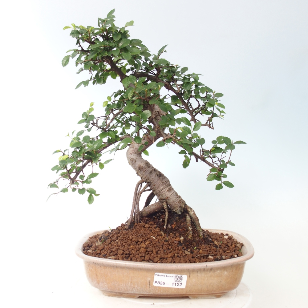 Szobai bonsai - Ulmus parvifolia - Kislevelű szilfa
