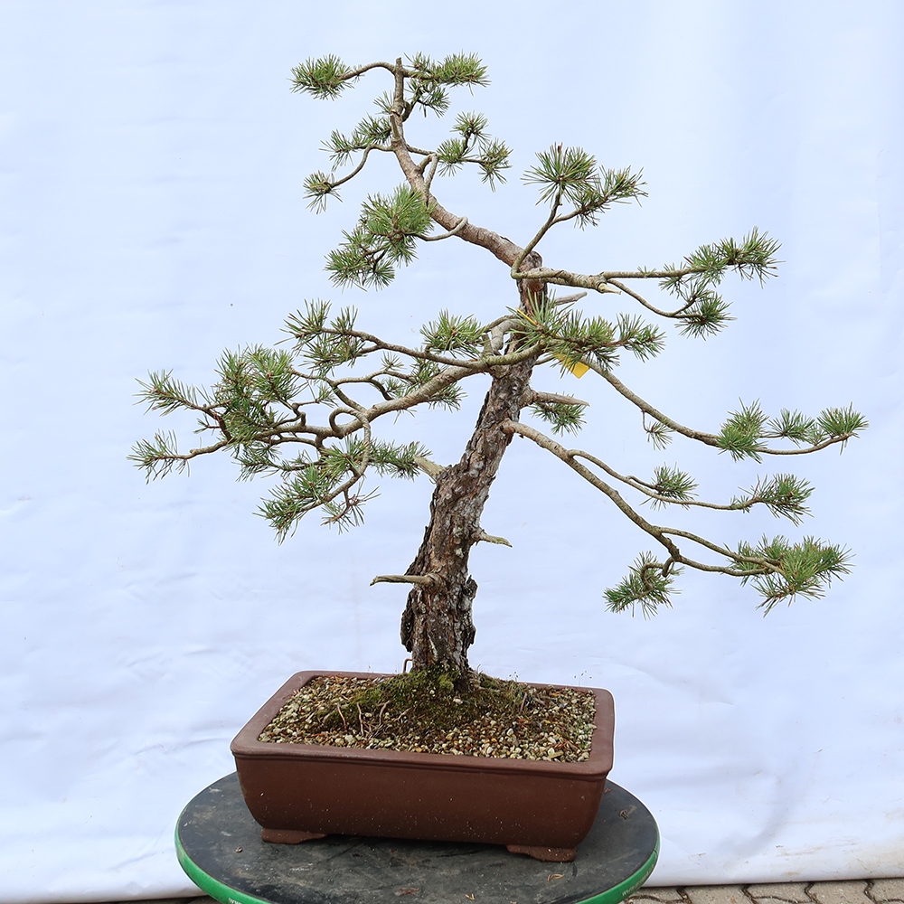 Pinus sylvestris Spanyolország – erdei fenyő