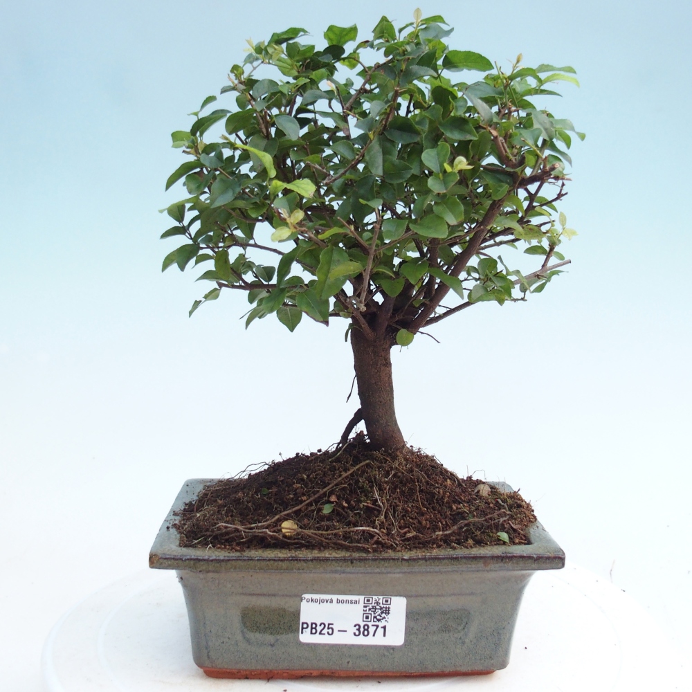 Szobai bonsai - Sageretia thea - Sageretia thea