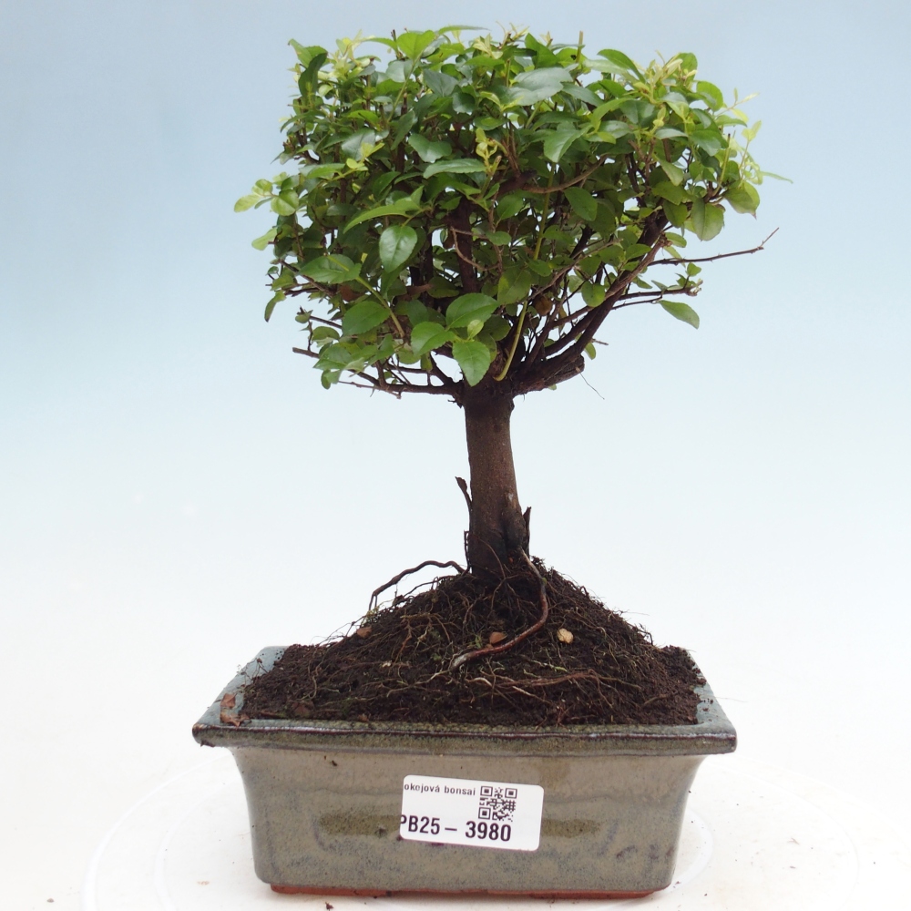 Szobai bonsai - Sageretia thea - Sageretia thea