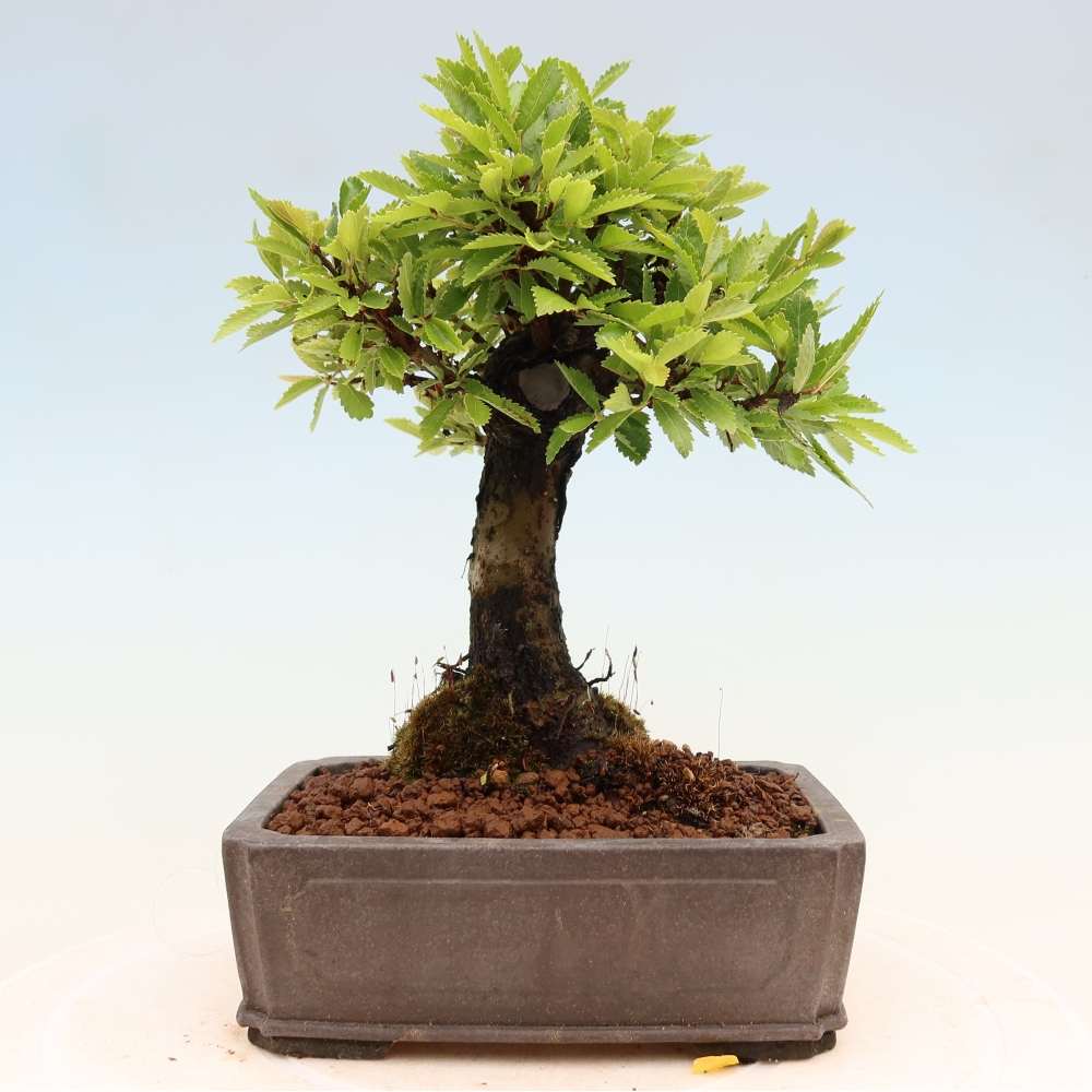 Kültéri bonsai - Zelkova - Zelkova NIRE