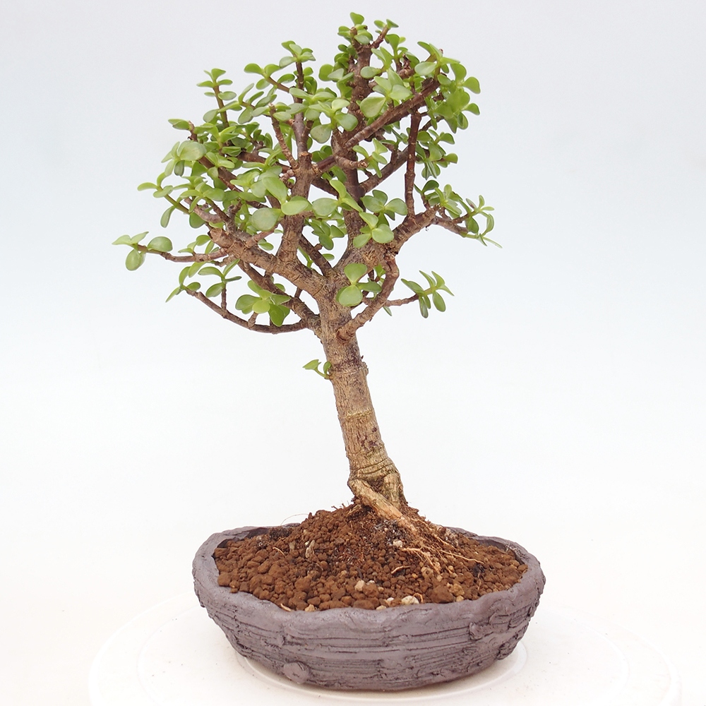 Szoba bonsai - Portulakaria Afra - Tlustice