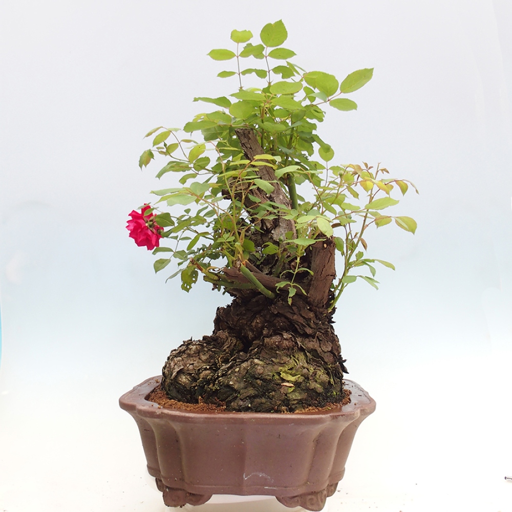 Kültéri bonsai - Rosa Kordes - rózsa