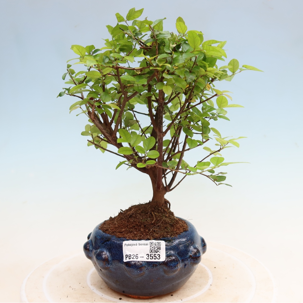 Szobai bonsai - Sageretia thea - Sageretia thea