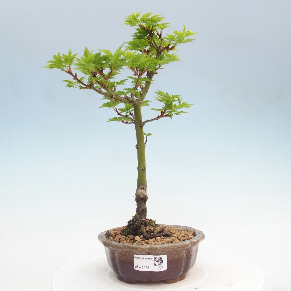 Kültéri bonsai -Javor pálma Acer palmatum Shishigashira