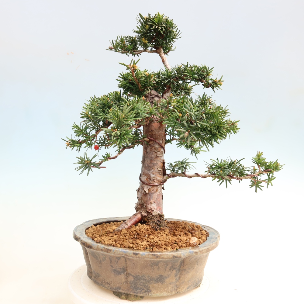 Kültéri bonsai - Taxus cuspidata - japán tiszafa