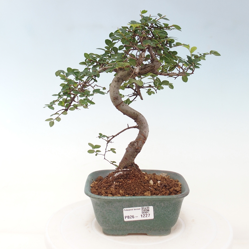 Szobai bonsai - Ulmus parvifolia - Kislevelű szilfa