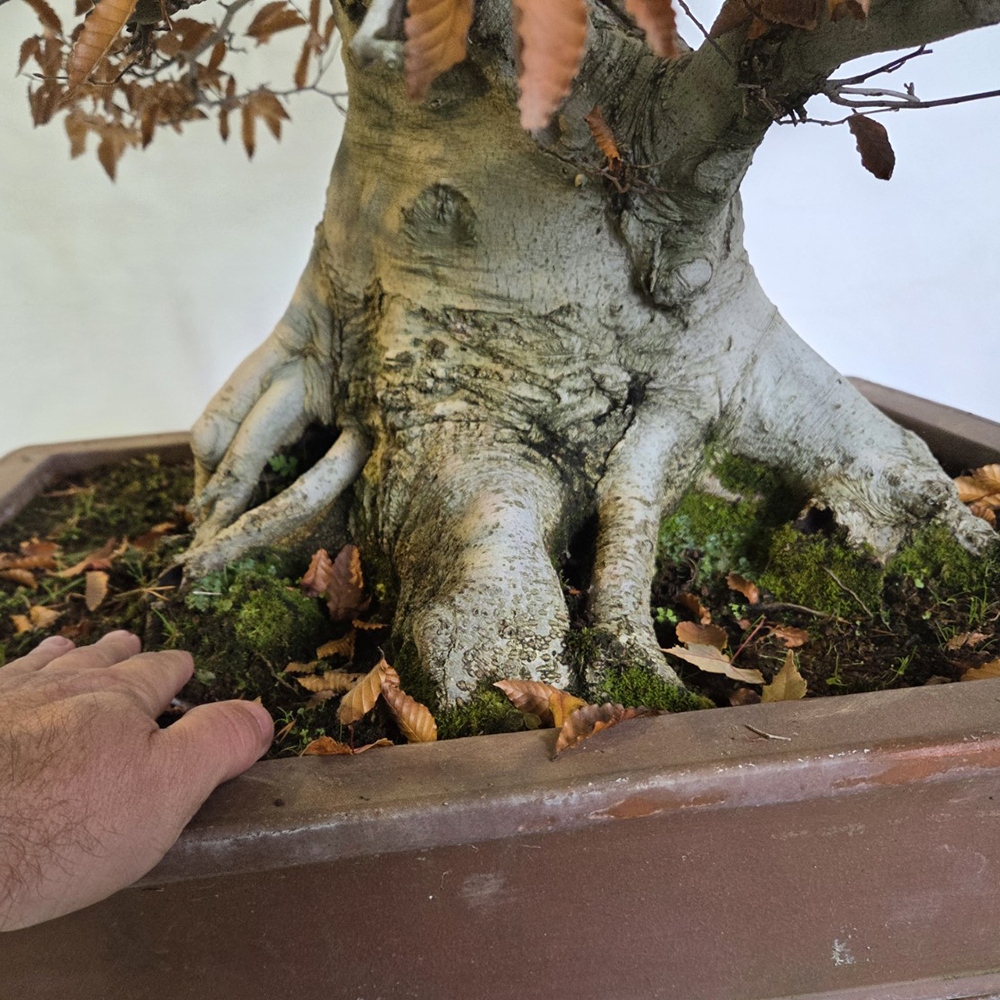Kültéri bonsai - Fagus crenata