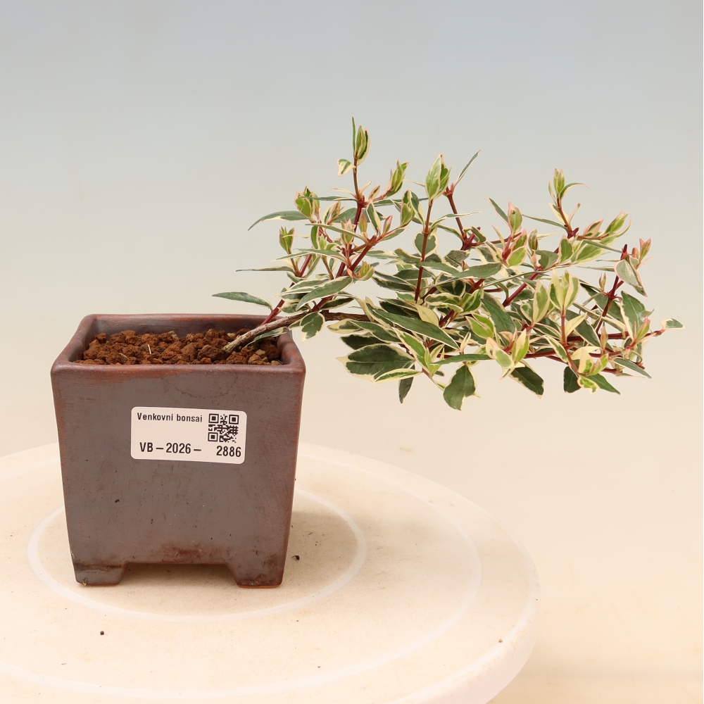 Kültéri bonsai – Abelia gr. Confetti – Nagyvirágú abélia