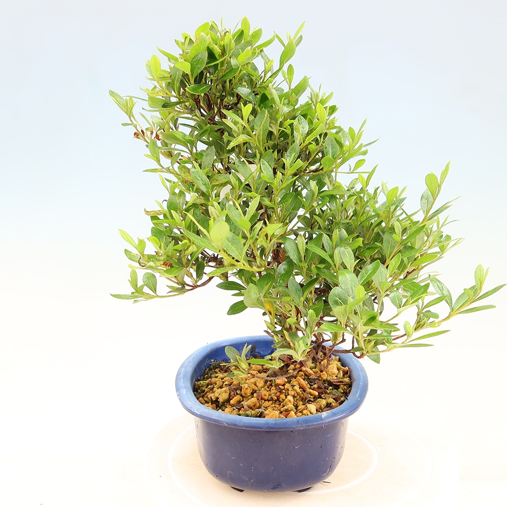 Kültéri bonsai - japán azálea - Azalea Matsunami