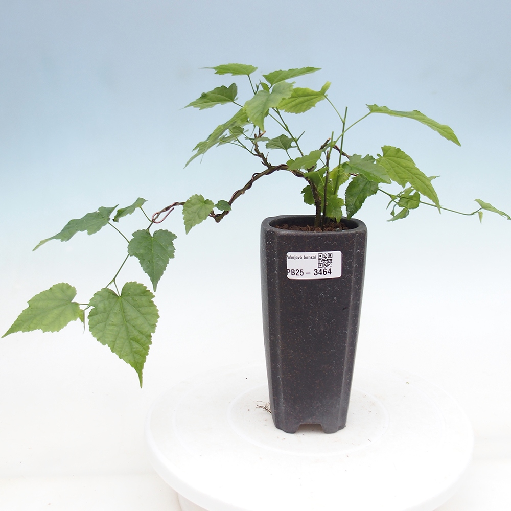 Szobai bonsai - Abutilon Red Trumpet - Szobai lime