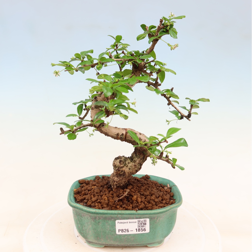 Szobai bonsai - Carmona macrophylla - Tea fuki