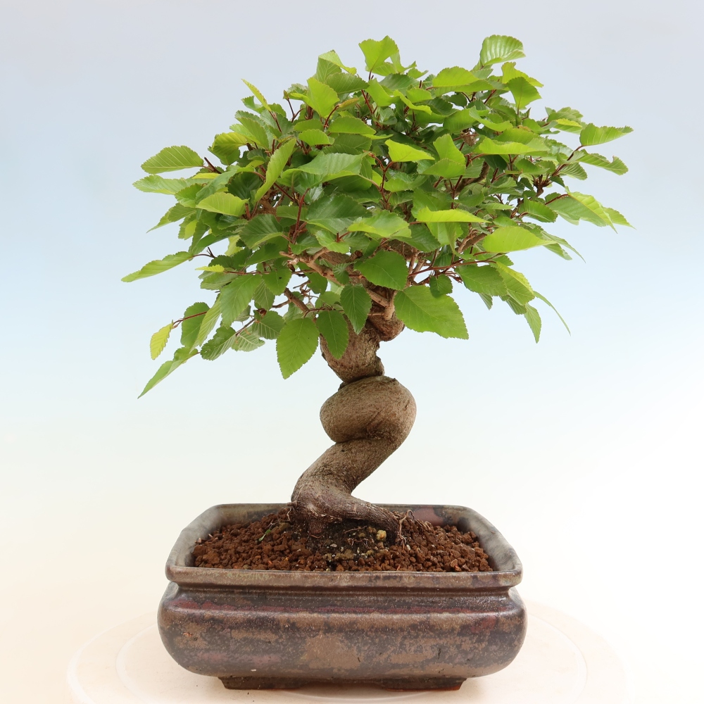 Kültéri bonsai -Carpinus Coreana - Koreai gyertyánfa