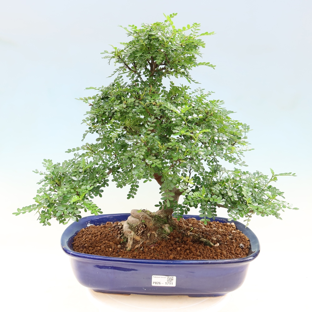 Szobai bonsai - Zantoxylum piperitum - borsfa