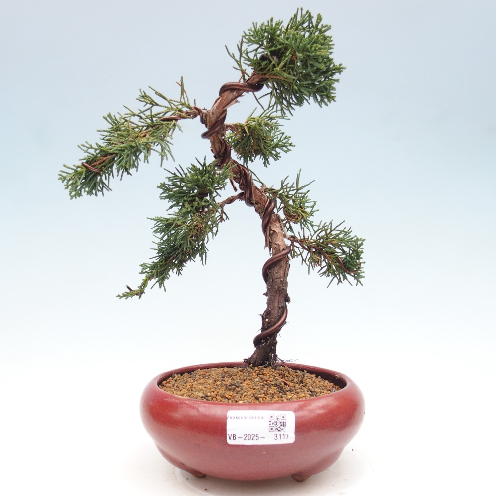 Kültéri bonsai - Juniperus chinensis Kishu