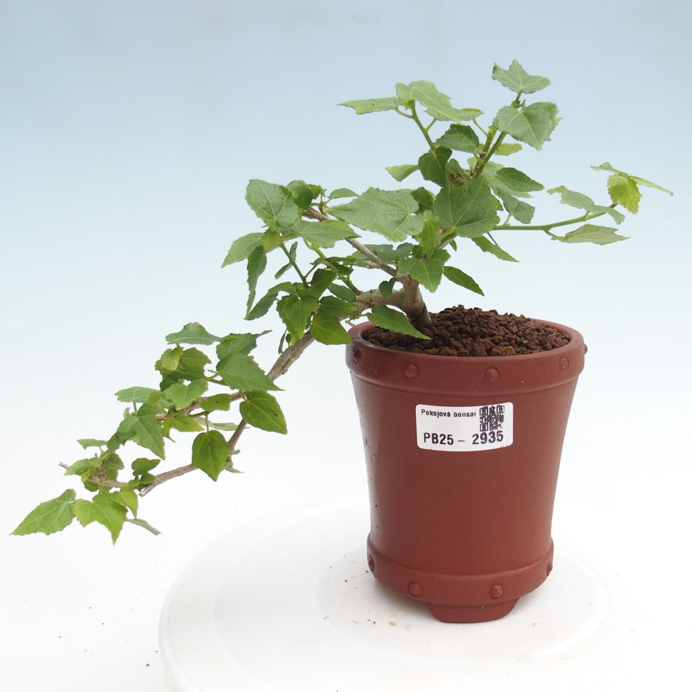 Beltéri bonsai - Malvaviscus arboreus