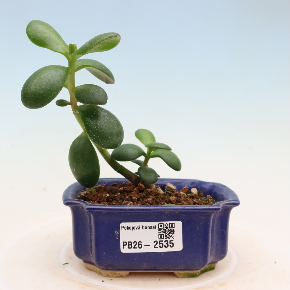 Szoba bonsai - Portulakaria Afra - Tlustice
