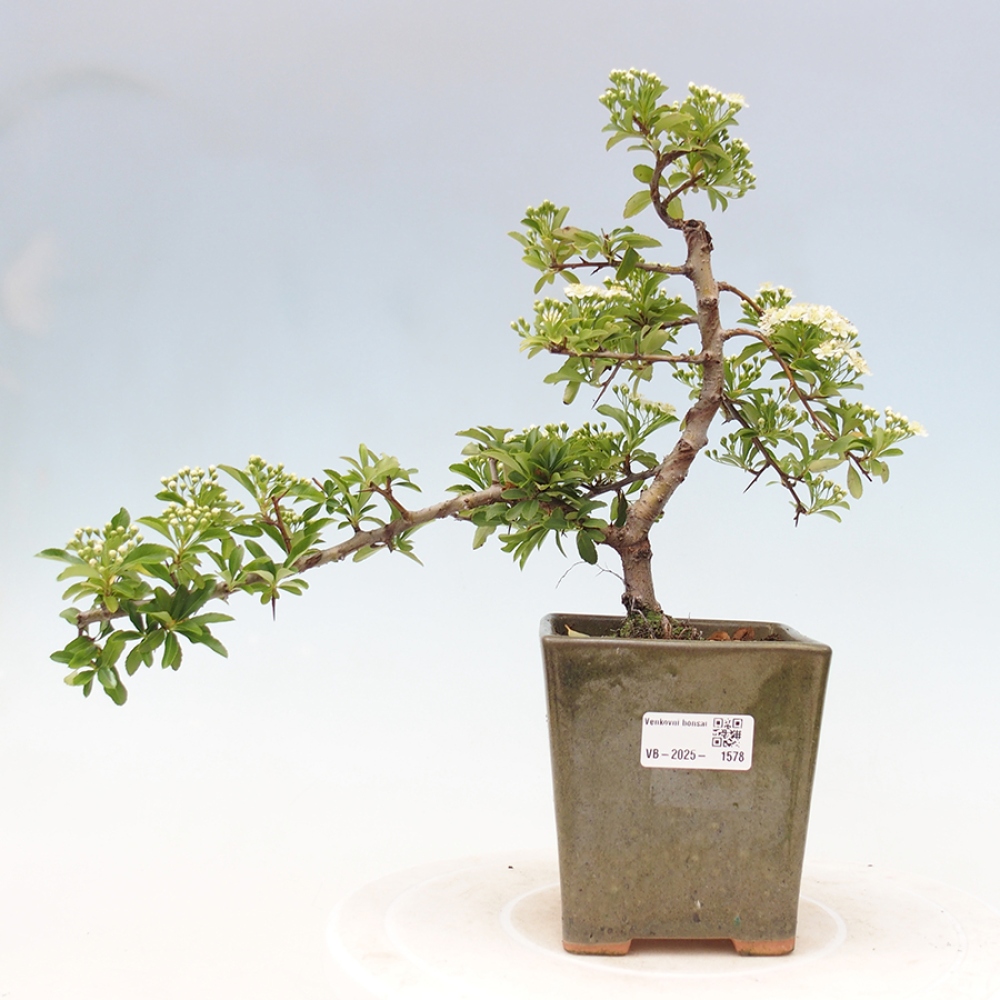 Kültéri bonsai-Pyracantha Teton - Hlox