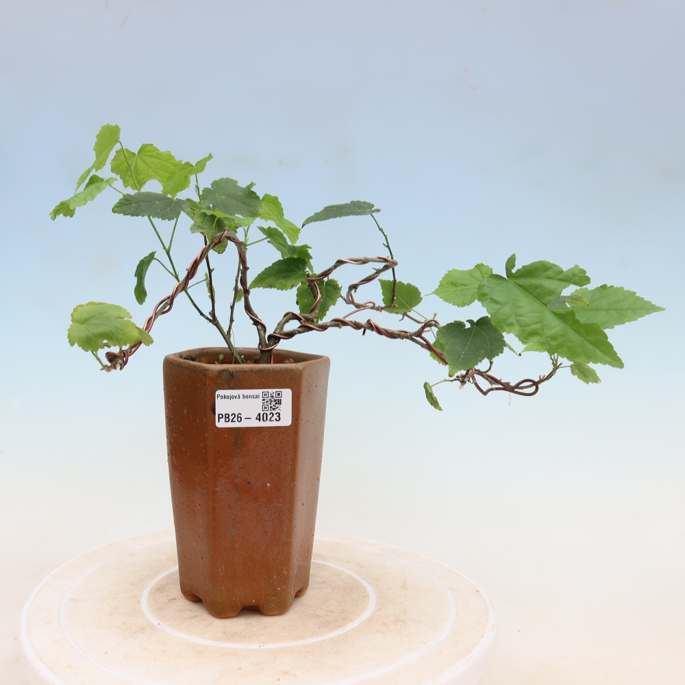Beltéri bonsai - Abutilon Big Bell - Felhőbogyó