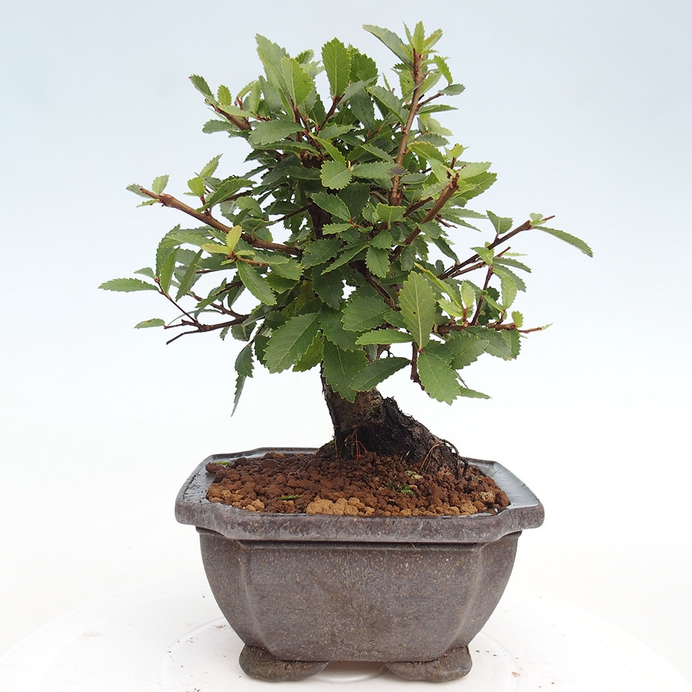 Kültéri bonsai - Zelkova - Zelkova NIRE