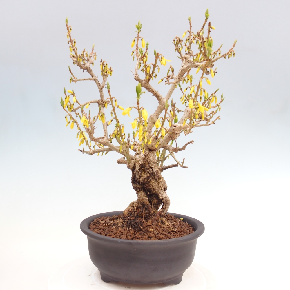 Kültéri bonsai - Zlatice - Forsythia koreana