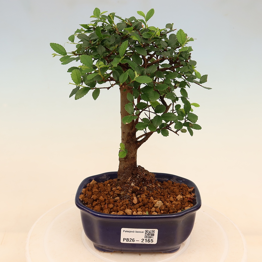 Szobai bonsai - Ulmus parvifolia - Kislevelű szilfa