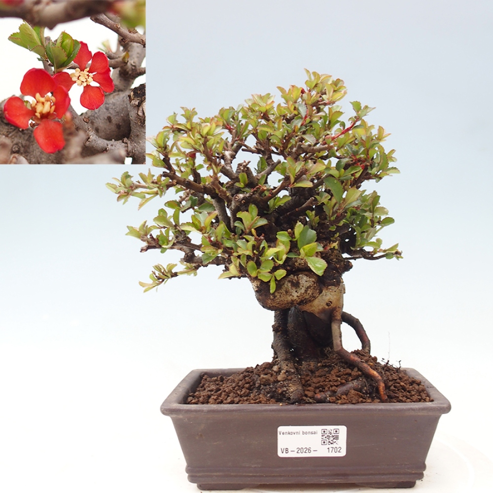 Kültéri bonsai - Chaneomeles speciosa - birs