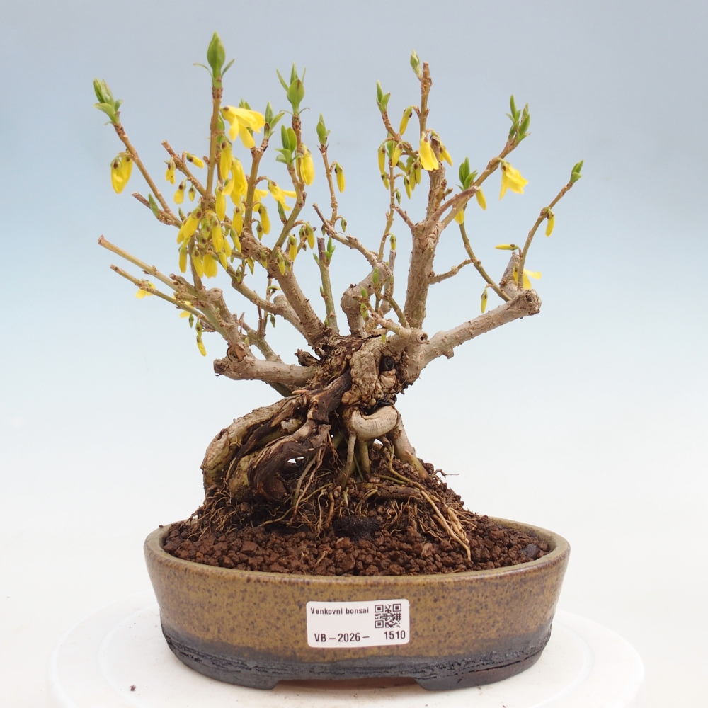 Kültéri bonsai - Zlatice - Forsythia koreana