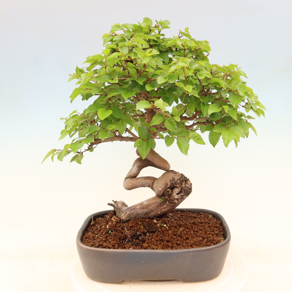 Kültéri bonsai -Carpinus Coreana - Koreai gyertyánfa