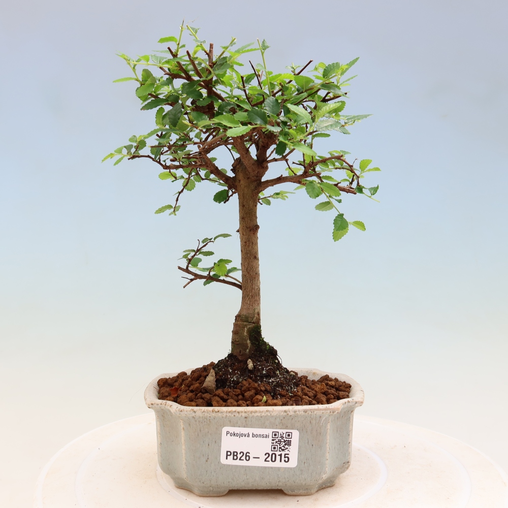 Szobai bonsai - Ulmus parvifolia - Kislevelű szilfa
