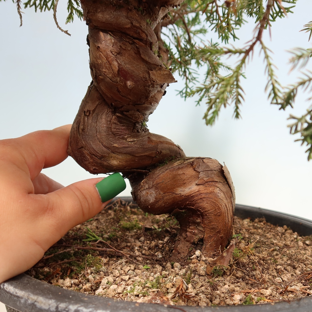 Kültéri bonsai - Juniperus chinensis Itoigawa-Juniperus chinensis