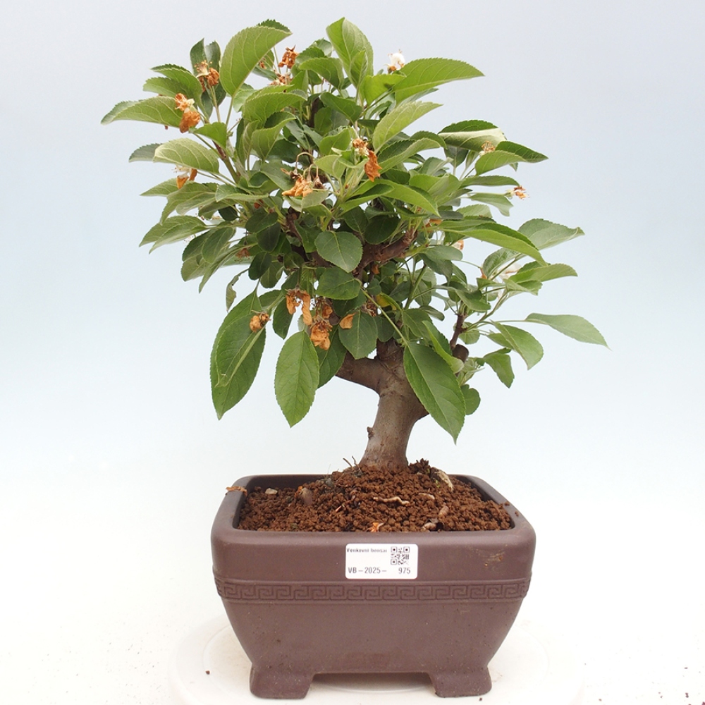 Kültéri bonsai -Malus halliana - Kis gyümölcsű almafa