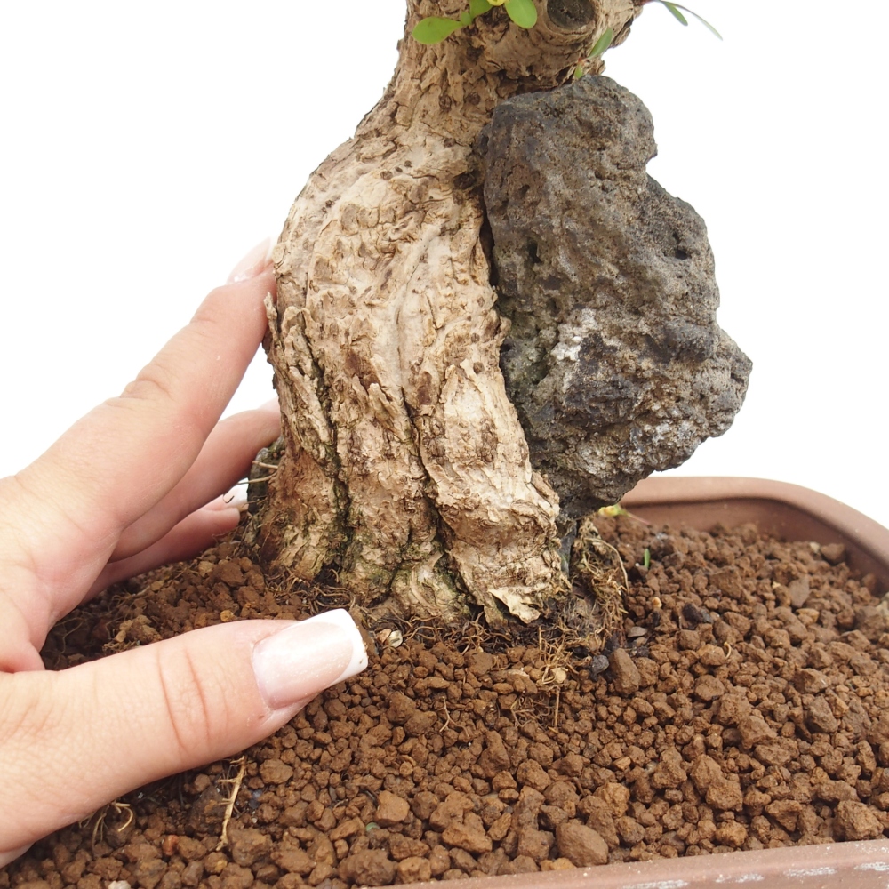 Kültéri bonsai - Berberis coreana