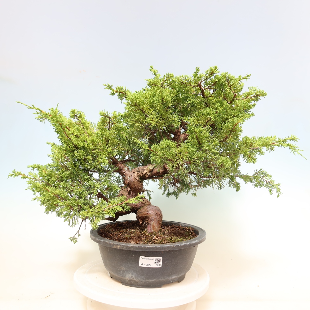 Kültéri bonsai - Juniperus chinensis Itoigawa-Juniperus chinensis