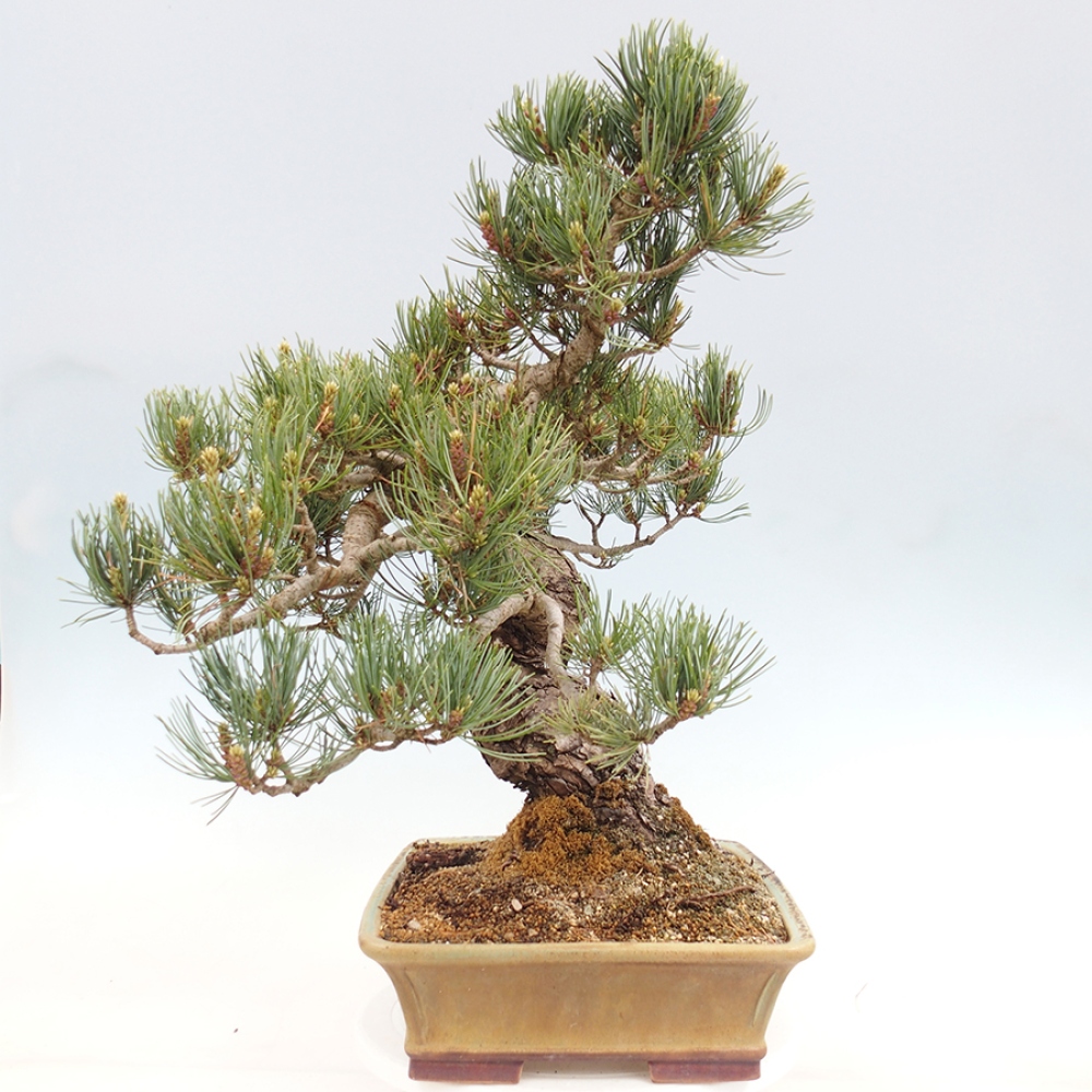 Kültéri bonsai - Pinus parviflora - Pinus parviflora
