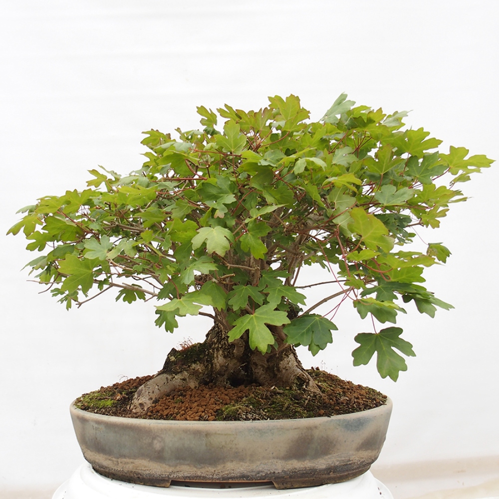 Kültéri bonsai -Javor babyka - Acer campestre