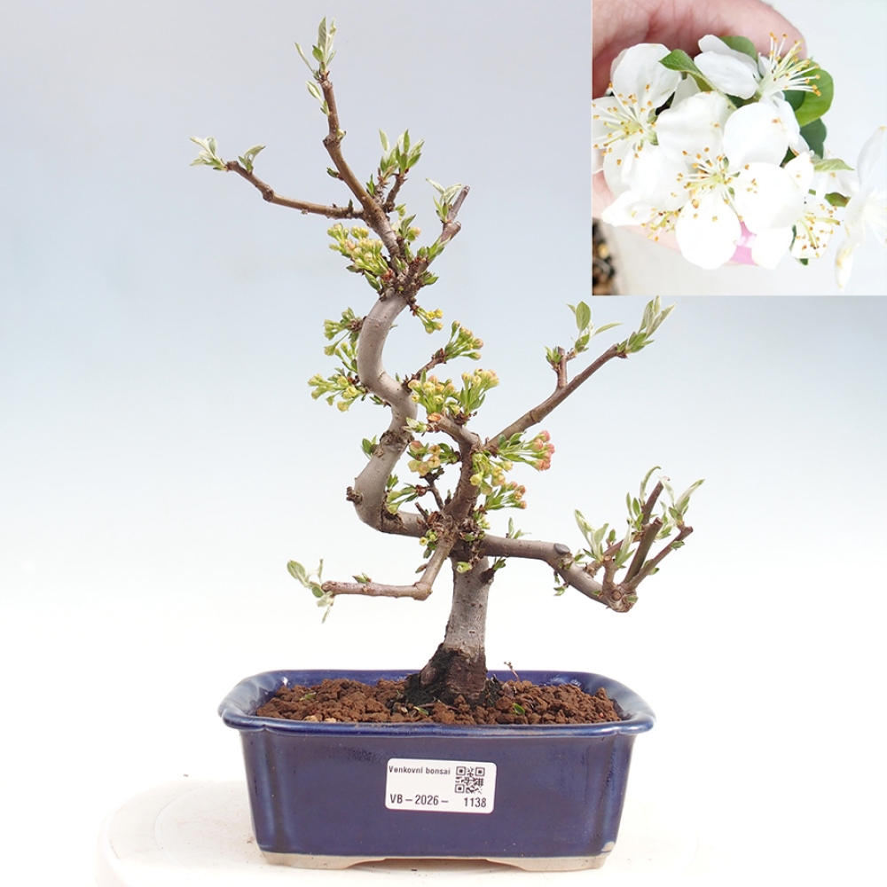 Kültéri bonsai - Malus sargentii - Kis gyümölcsű almafa