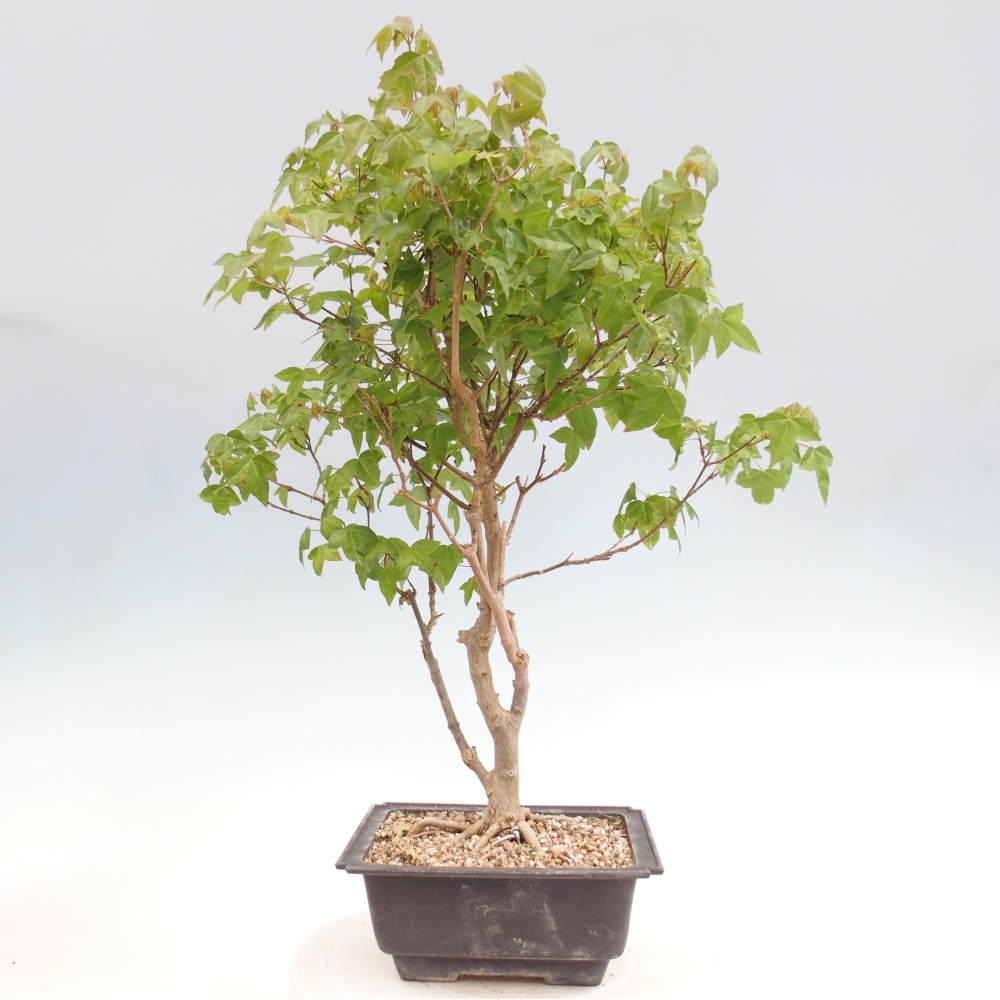 Kültéri bonsai - Acer Buergerianum - Burger juhar