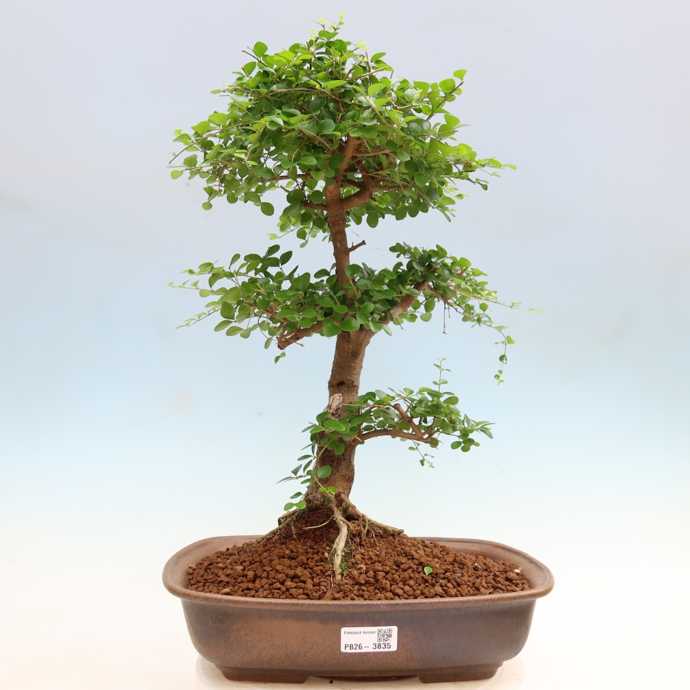 Szobai bonsai -Ligustrum retusa - kislevelű madárcsőrű