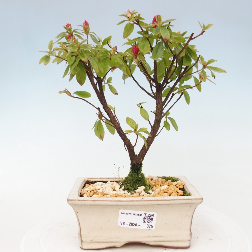 Kültéri bonsai - japán azálea - Azalea sp.