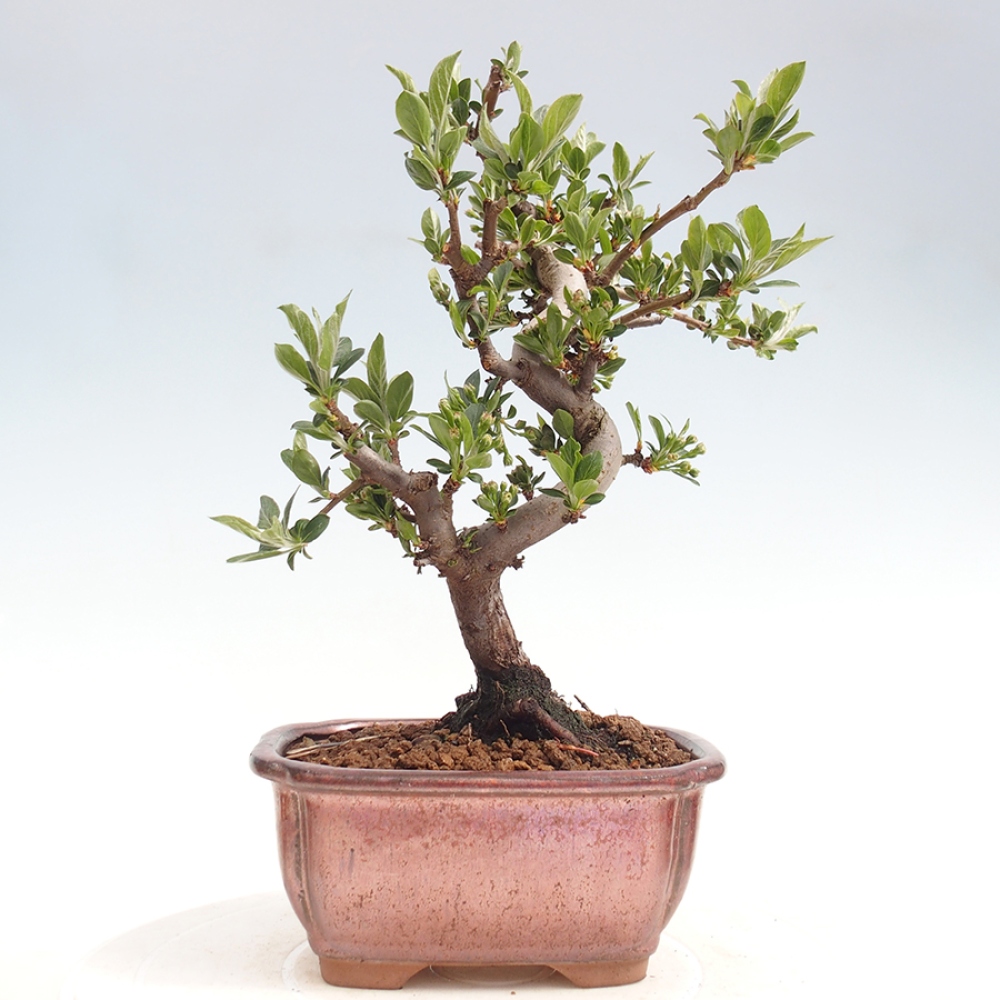 Kültéri bonsai - Malus sargentii - Kis gyümölcsű almafa