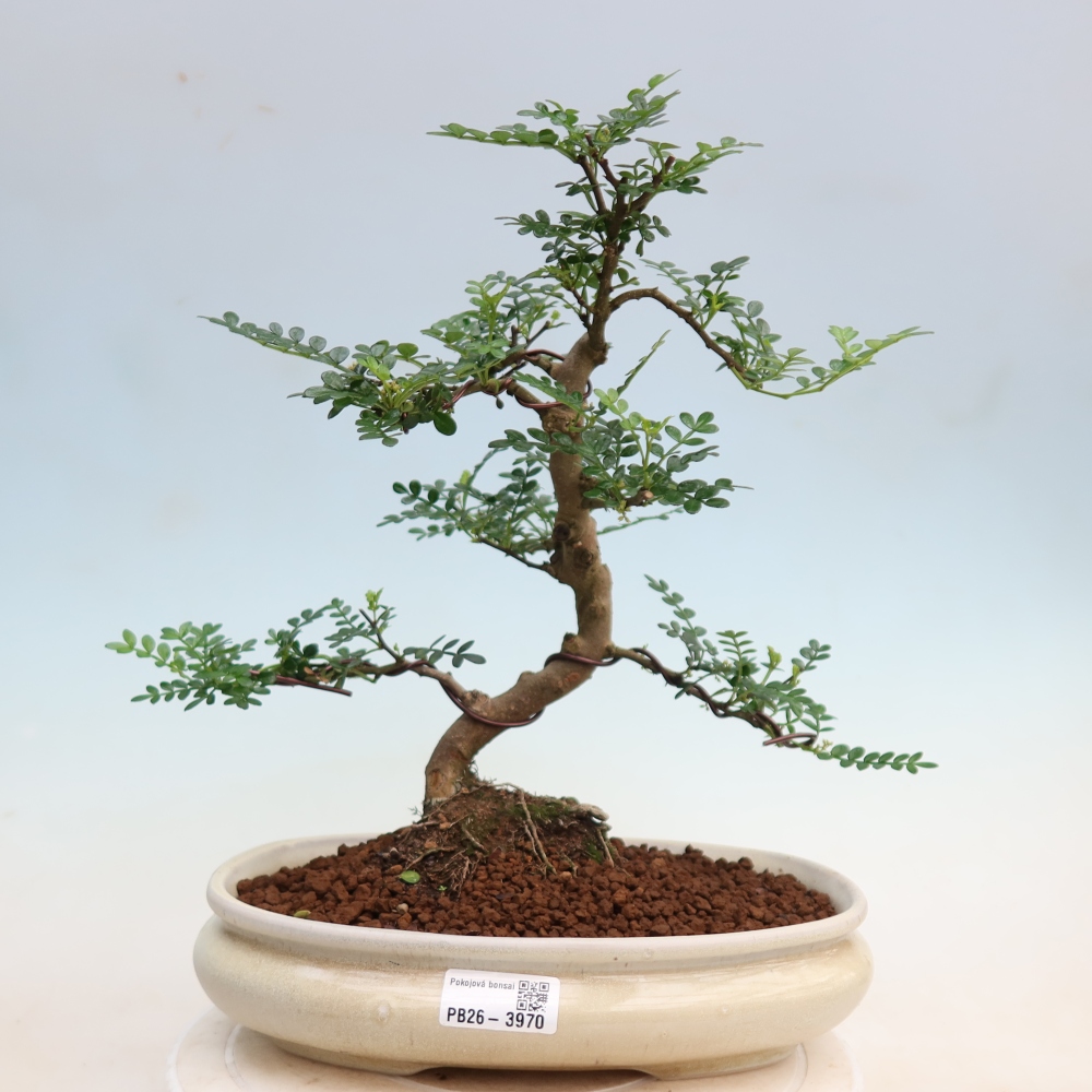 Szobai bonsai - Zantoxylum piperitum - borsfa