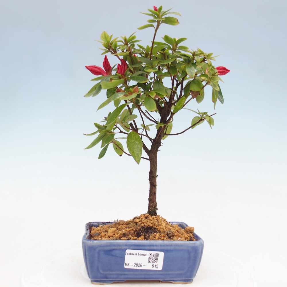 Kültéri bonsai - japán azálea - Azalea sp.