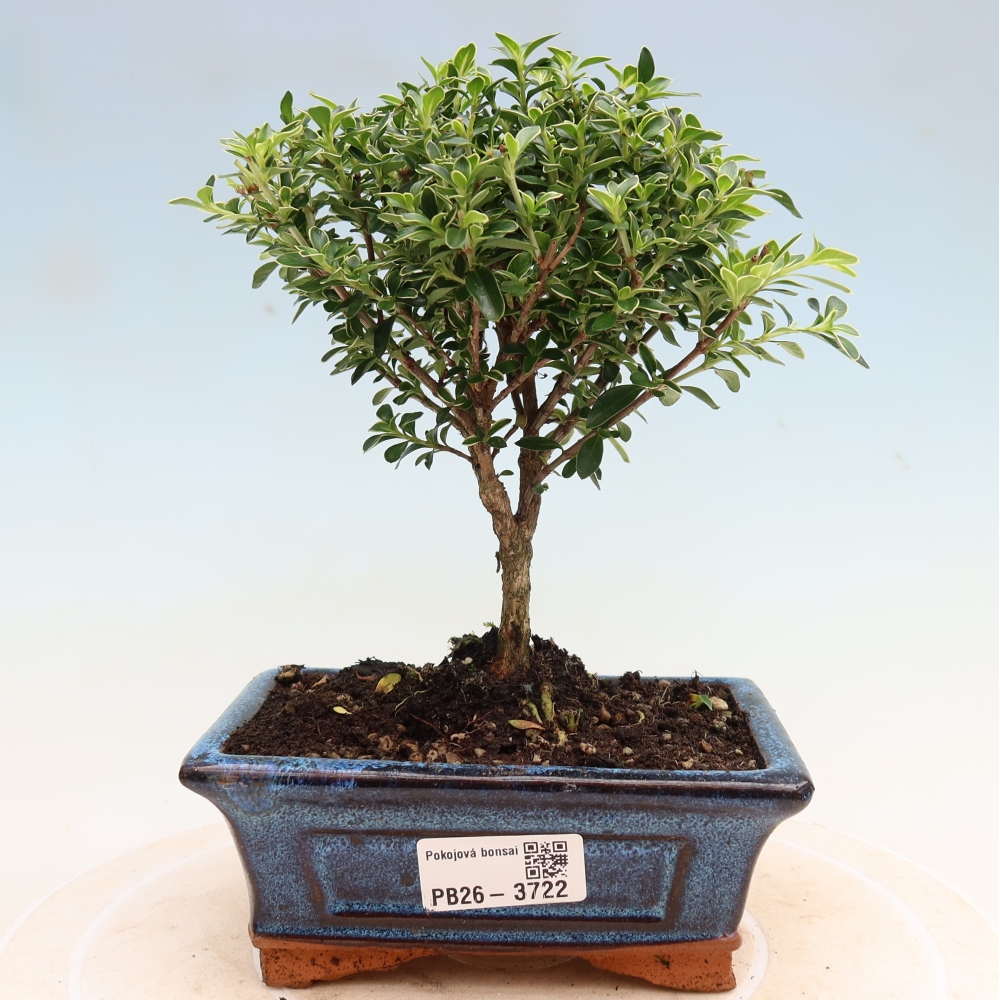 Szobai bonsai - Serissa foetida Variegata - Az ezer csillag fája