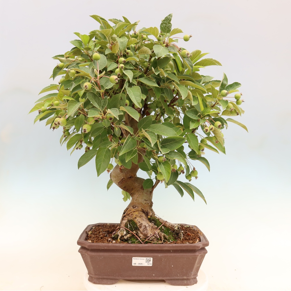 Kültéri bonsai -Malus halliana - Kis gyümölcsű almafa