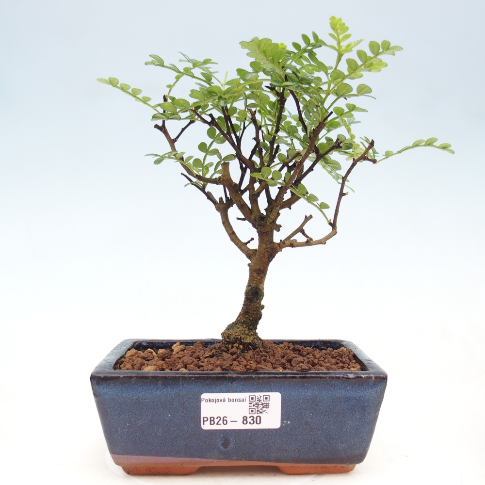Szobai bonsai - Zantoxylum piperitum - borsfa