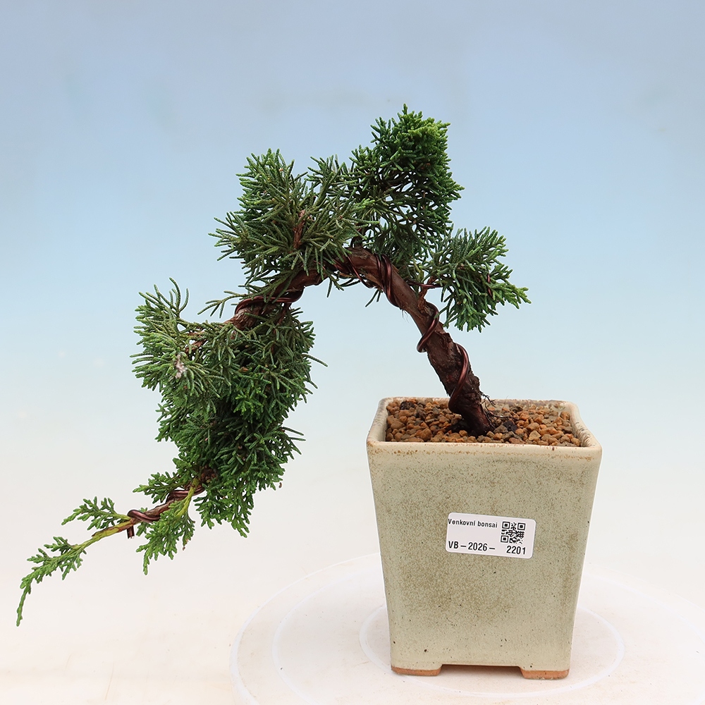Kültéri bonsai - Juniperus chinensis Kishu