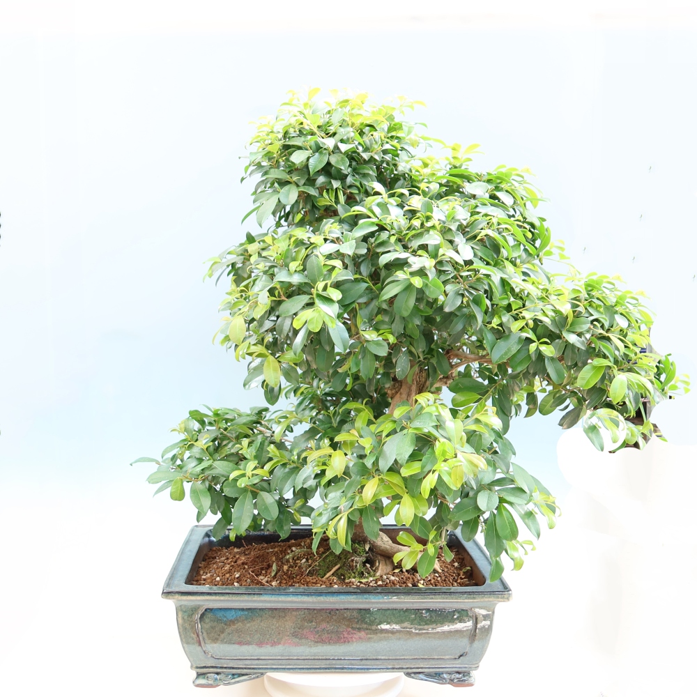 Szobai bonsai - Ausztrál cseresznye - Eugenia uniflora