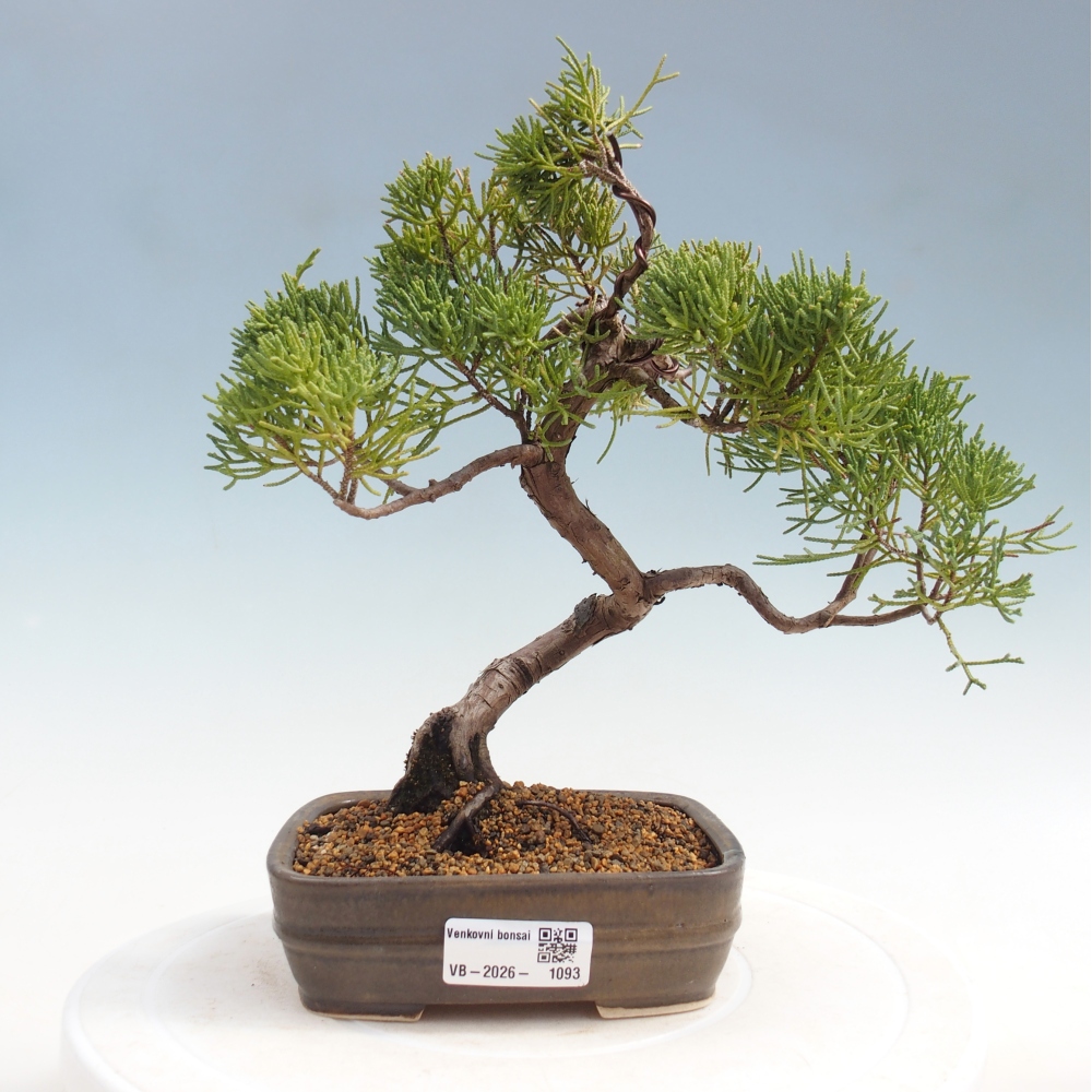 Kültéri bonsai - Juniperus chinensis Kishu